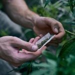The Long-Term Effects of Smoking Marihuana Every Day